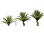 Phoenix sylvestris - Palmera datilera silvestre