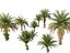 Phoenix sylvestris - Palmera datilera silvestre