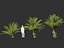 Phoenix sylvestris - Palmera datilera silvestre