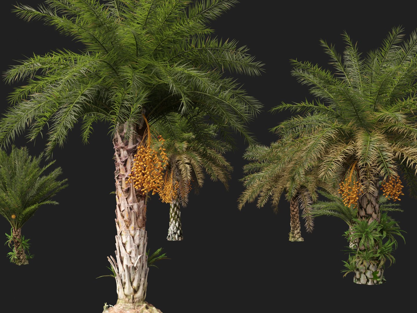 3D phoenix sylvestris  - Wild Date Palm model https://p.turbosquid.com/ts-thumb/tz/aHMonu/KD/phoenixsylvestris0116/jpg/1696004937/1920x1080/fit_q87/f539db9fcb623febfc248f2a05f2bfad70c250c4/phoenixsylvestris0116.jpg