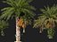 Phoenix sylvestris - Palmera datilera silvestre