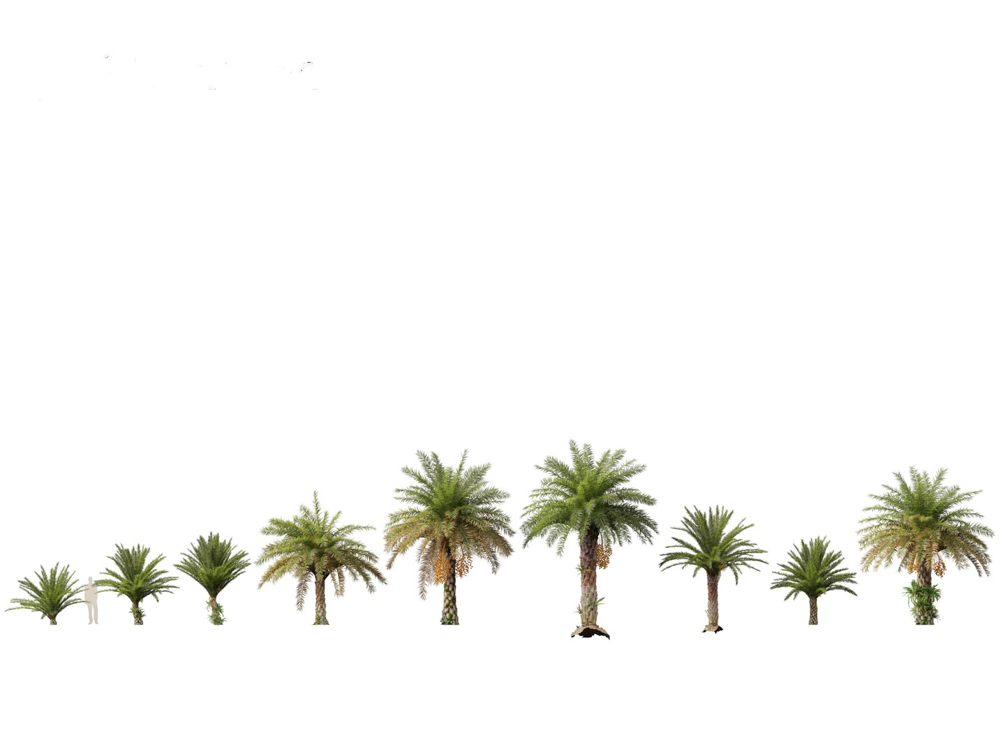 3D phoenix sylvestris  - Wild Date Palm model https://p.turbosquid.com/ts-thumb/tz/aHMonu/W0/phoenixsylvestris011/jpg/1696004882/1920x1080/fit_q87/d10d44995c9d62421667570cc99ff429bd5ff0f0/phoenixsylvestris011.jpg