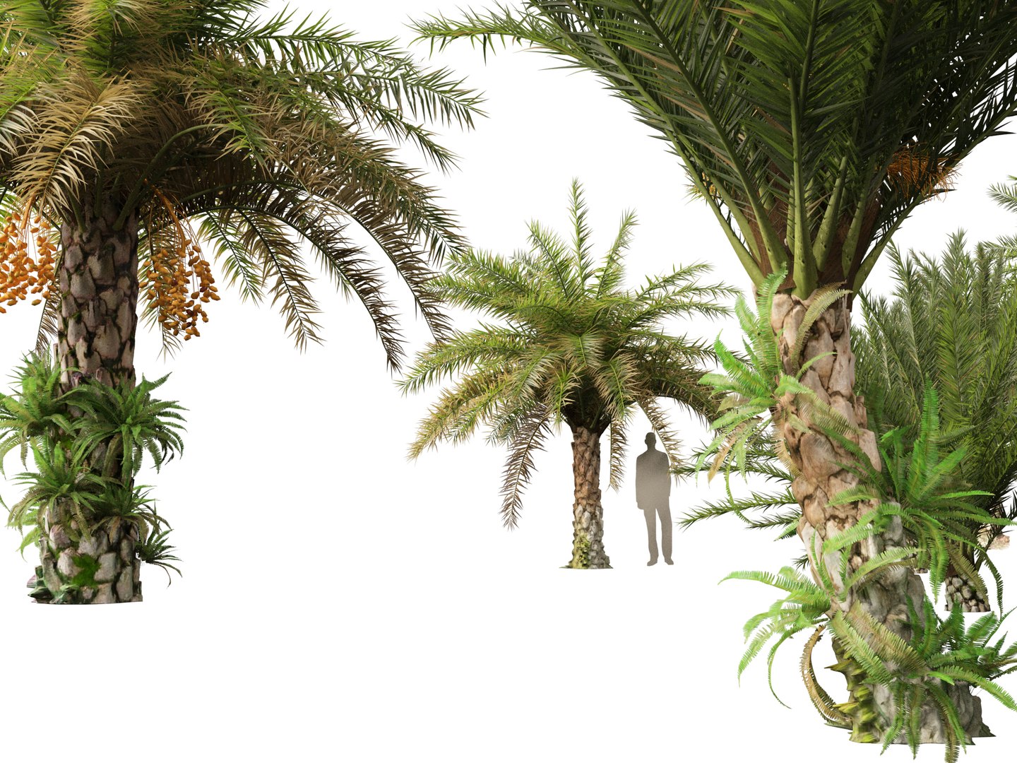 3D phoenix sylvestris  - Wild Date Palm model https://p.turbosquid.com/ts-thumb/tz/aHMonu/Wz/phoenixsylvestris0113/jpg/1696004927/1920x1080/fit_q87/4c2cc3da4a8bc00c0c4d19492a2eb57255656a1a/phoenixsylvestris0113.jpg