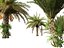 Phoenix sylvestris - Palmera datilera silvestre