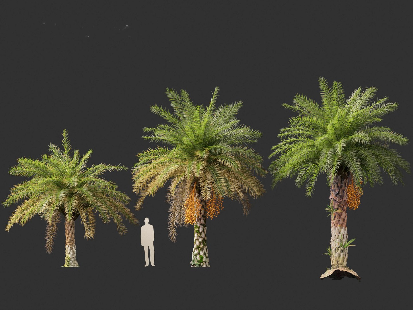 3D phoenix sylvestris  - Wild Date Palm model https://p.turbosquid.com/ts-thumb/tz/aHMonu/hw/phoenixsylvestris016/jpg/1696004908/1920x1080/fit_q87/f3d2ce31b07d59841f59780ce45fe3b489ab27f6/phoenixsylvestris016.jpg