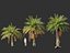 Phoenix sylvestris - Palmera datilera silvestre