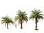 Phoenix sylvestris - Palmera datilera silvestre