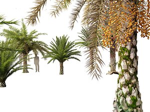 3D phoenix sylvestris  - Wild Date Palm model