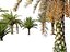 Phoenix sylvestris - Palmera datilera silvestre