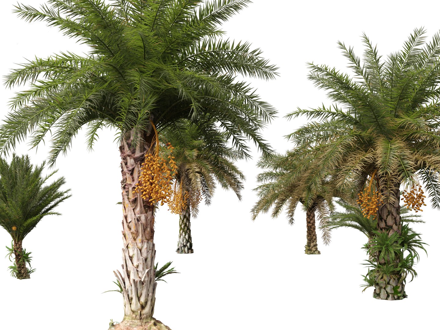 3D phoenix sylvestris  - Wild Date Palm model https://p.turbosquid.com/ts-thumb/tz/aHMonu/pQ/phoenixsylvestris0115/jpg/1696004933/1920x1080/fit_q87/ae82b00437d0f707d7066c2904cd3c09eaae0ef7/phoenixsylvestris0115.jpg