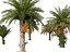 Phoenix sylvestris - Palmera datilera silvestre