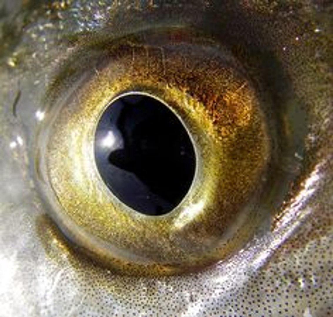 3D animations fish model https://p.turbosquid.com/ts-thumb/tz/b4onEi/11xRHrHN/fish_eyeball/jpg/1553682546/1920x1080/fit_q87/2092511592a2ecf08bce5c03efc9e0efe8a86472/fish_eyeball.jpg