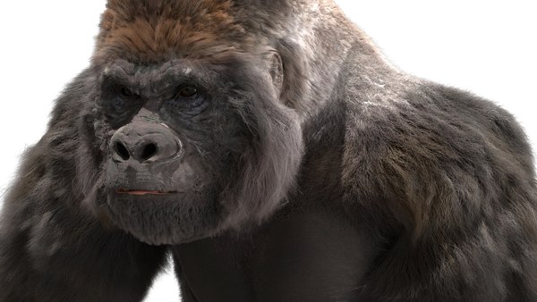 3D lowland gorilla rigged - TurboSquid 1490969