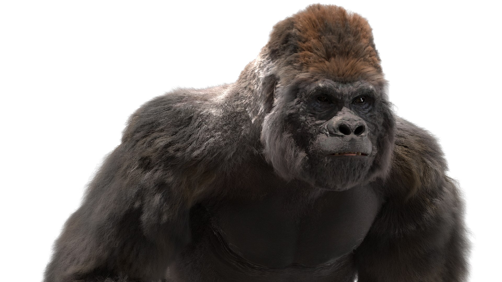 3D Lowland Gorilla Rigged - TurboSquid 1490969