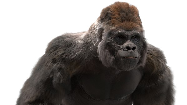 3D lowland gorilla rigged - TurboSquid 1490969