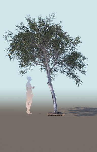3D young olive tree olea