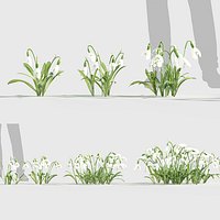 Galanthus nivalis - Common snowdrop Low-poly 3D model