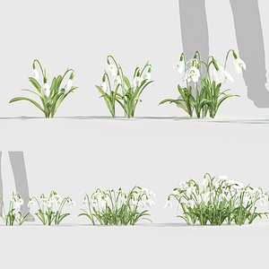 Galanthus nivalis - Common snowdrop Low-poly 3D model