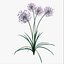 Modello 3D di Allium Art da scaricare - Altamente dettagliato - Formato Blender, Sketchup, Excel e altri formati GlbGlt