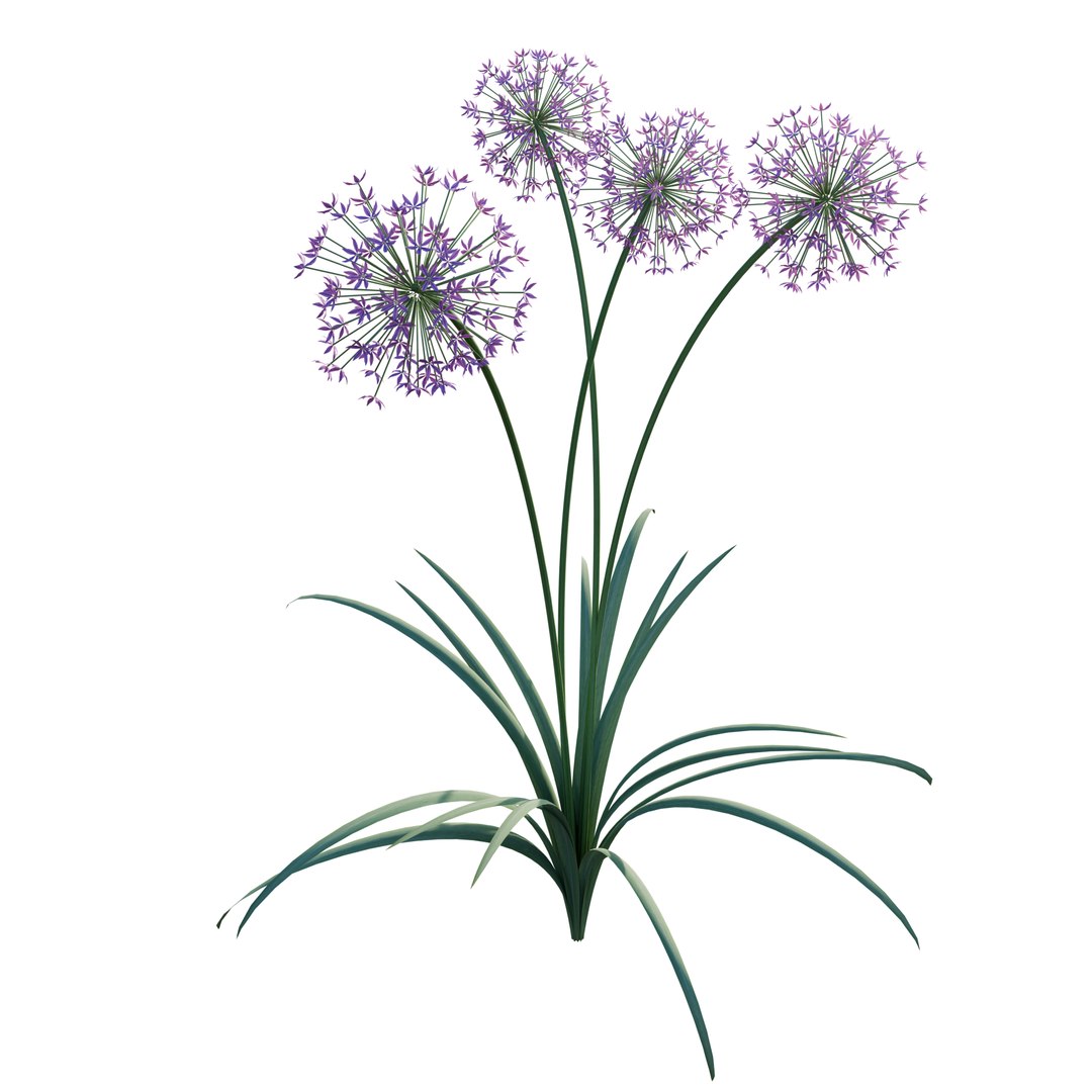 Allium Art 3D Model Download - Highly Detailed - Blender Sketchup Excel   More GlbGlt format 3D model https://p.turbosquid.com/ts-thumb/u0/3TxLEF/CC/alliumart/png/1786367957/1920x1080/fit_q87/10808884882b9c8b5e6463de953574d8ccc06cc3/alliumart.jpg