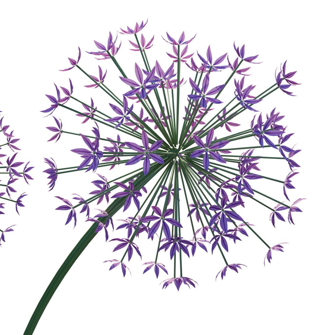 Allium Art 3D Model Download - Highly Detailed - Blender Sketchup Excel   More GlbGlt format 3D model https://p.turbosquid.com/ts-thumb/u0/3TxLEF/bt/alliumart2/png/1786367958/1920x1080/fit_q87/74f13ebdc8771afee5c88d365a5c7b14596d2f64/alliumart2.jpg