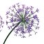Modello 3D di Allium Art da scaricare - Altamente dettagliato - Formato Blender, Sketchup, Excel e altri formati GlbGlt