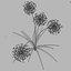 Modello 3D di Allium Art da scaricare - Altamente dettagliato - Formato Blender, Sketchup, Excel e altri formati GlbGlt
