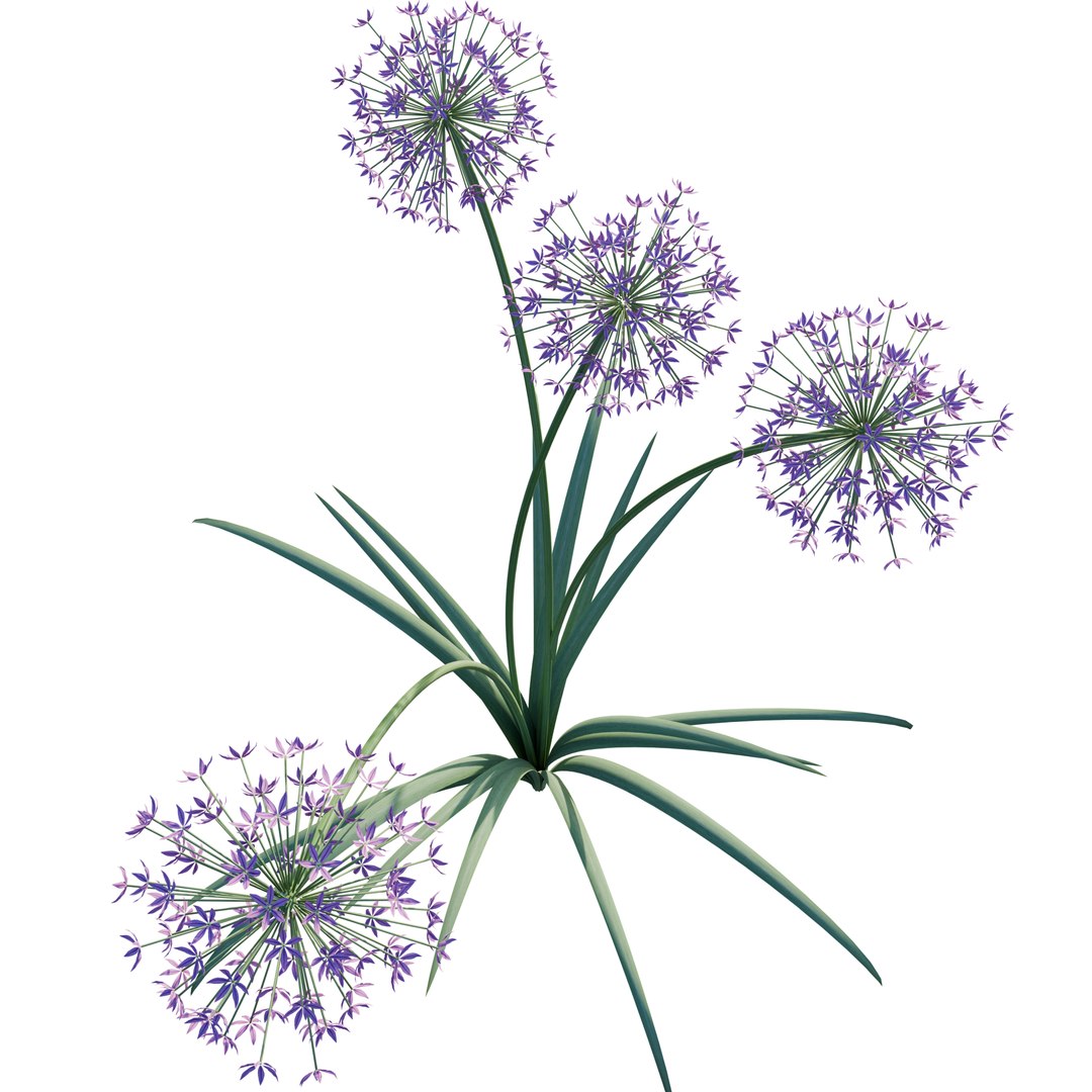 Allium Art 3D Model Download - Highly Detailed - Blender Sketchup Excel   More GlbGlt format 3D model https://p.turbosquid.com/ts-thumb/u0/3TxLEF/oT/alliumart1/png/1786367957/1920x1080/fit_q87/f9a968c9c6ed9e2a4ed08faadbb1368be79a85df/alliumart1.jpg