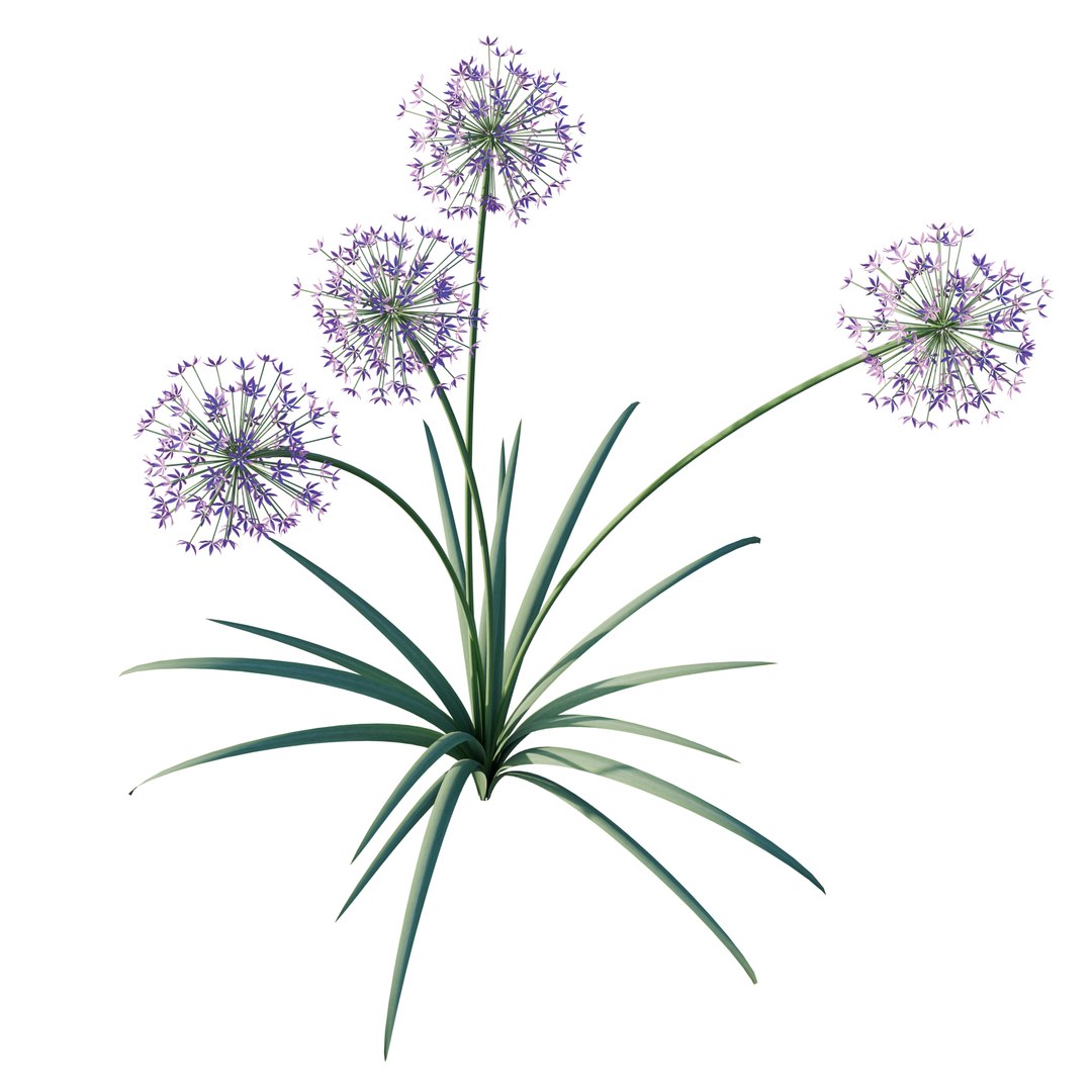 Allium Art 3D Model Download - Highly Detailed - Blender Sketchup Excel   More GlbGlt format 3D model https://p.turbosquid.com/ts-thumb/u0/3TxLEF/v0/alliumart3/png/1786367959/1920x1080/fit_q87/55f94b4e4c3cac951dbe014631cfa41f7dad50b7/alliumart3.jpg