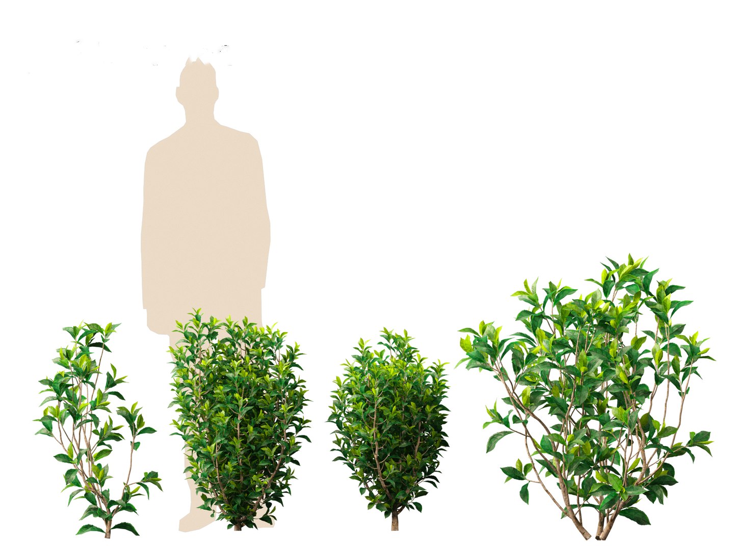 Camellia sinensis - Green tea 01 3D model https://p.turbosquid.com/ts-thumb/u0/3g2NkR/8s/camelliasinensis016/jpg/1697640132/1920x1080/fit_q87/58b89ceb3c013ddfd2df9dd4e50768b2f4cddeed/camelliasinensis016.jpg