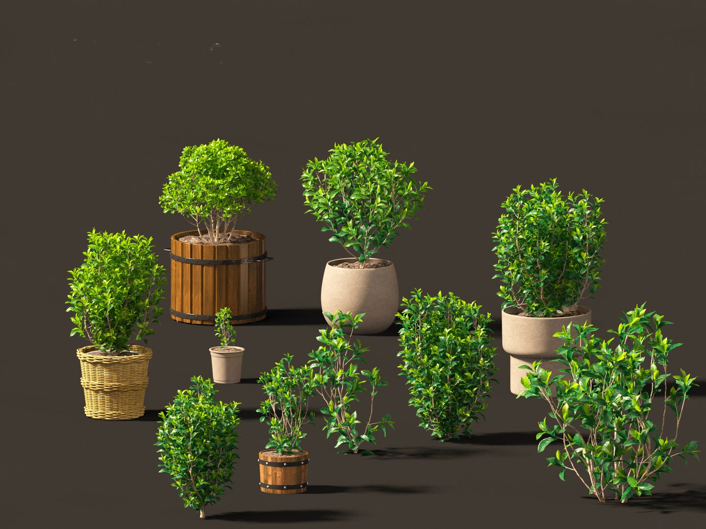 Camellia sinensis - Green tea 01 3D model https://p.turbosquid.com/ts-thumb/u0/3g2NkR/Dt/camelliasinensis017/jpg/1697640133/1920x1080/fit_q87/a2c0012a5a1eaf89dd8148936972347630169070/camelliasinensis017.jpg