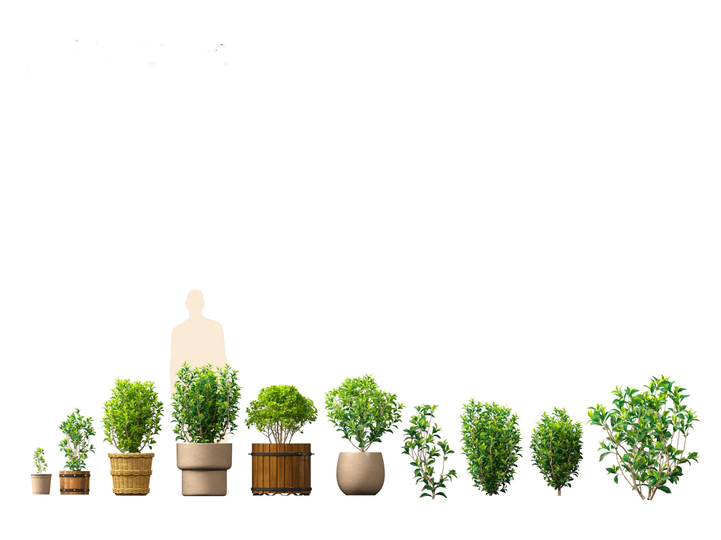 Camellia sinensis - Green tea 01 3D model https://p.turbosquid.com/ts-thumb/u0/3g2NkR/EG/camelliasinensis012/jpg/1697640127/1920x1080/fit_q87/5f3466ed8b208a42fccf2c0610879df9e41a6d15/camelliasinensis012.jpg