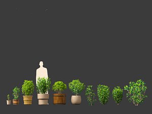 Camellia sinensis - Green tea 01 3D model