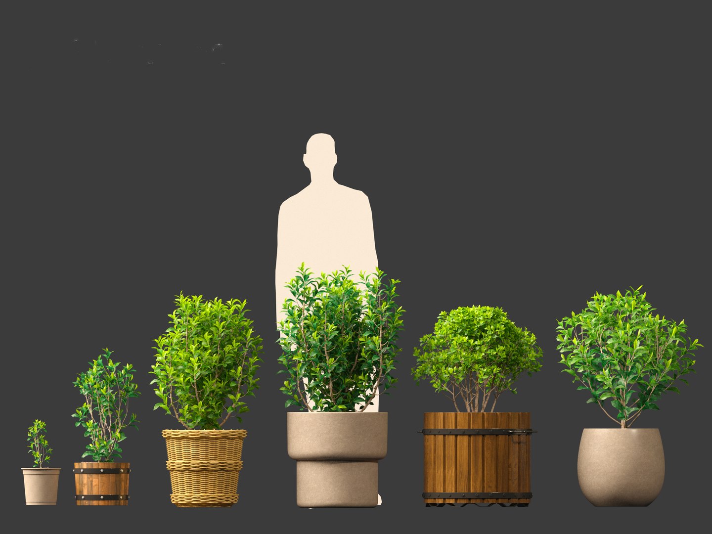 Camellia sinensis - Green tea 01 3D model https://p.turbosquid.com/ts-thumb/u0/3g2NkR/jw/camelliasinensis014/jpg/1697640129/1920x1080/fit_q87/4ba918252502ea74a8765797ff40cb6b18a9e76a/camelliasinensis014.jpg
