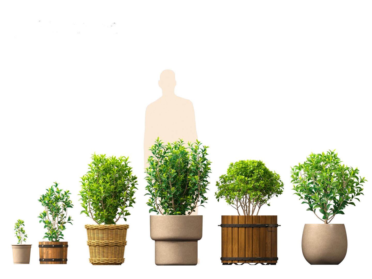 Camellia sinensis - Green tea 01 3D model https://p.turbosquid.com/ts-thumb/u0/3g2NkR/r2/camelliasinensis013/jpg/1697640128/1920x1080/fit_q87/47482e0b8530e42093971be33b44287ff05ac4e3/camelliasinensis013.jpg