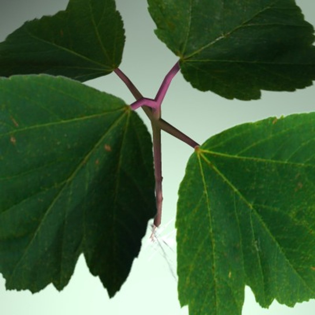 3d Sapling Plant Leaf Model