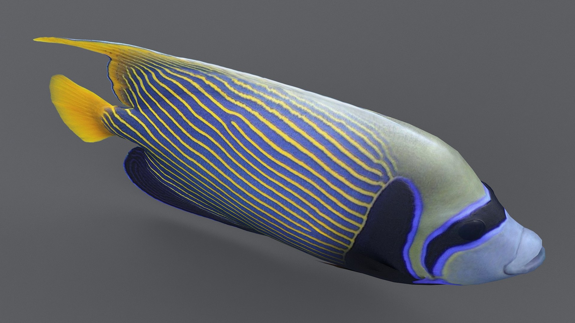 pomacanthus imperator coral reef 3D model https://p.turbosquid.com/ts-thumb/u0/D5nTtd/3PZJsDea/angel_08/jpg/1578665503/1920x1080/fit_q87/b8301fff6859baddca4d6ce329c4edca2be55c21/angel_08.jpg