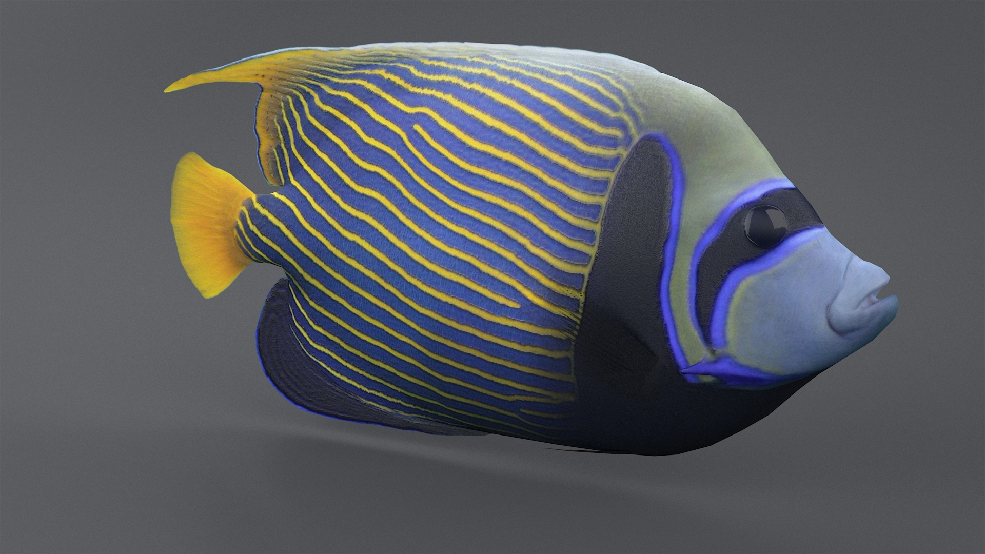 pomacanthus imperator coral reef 3D model https://p.turbosquid.com/ts-thumb/u0/D5nTtd/ARjiOp8g/angeltba/jpg/1578665643/1920x1080/turn_fit_q99/b193f55f1dd1d488f3f71e9912e38af78afa12f7/angeltba-1.jpg