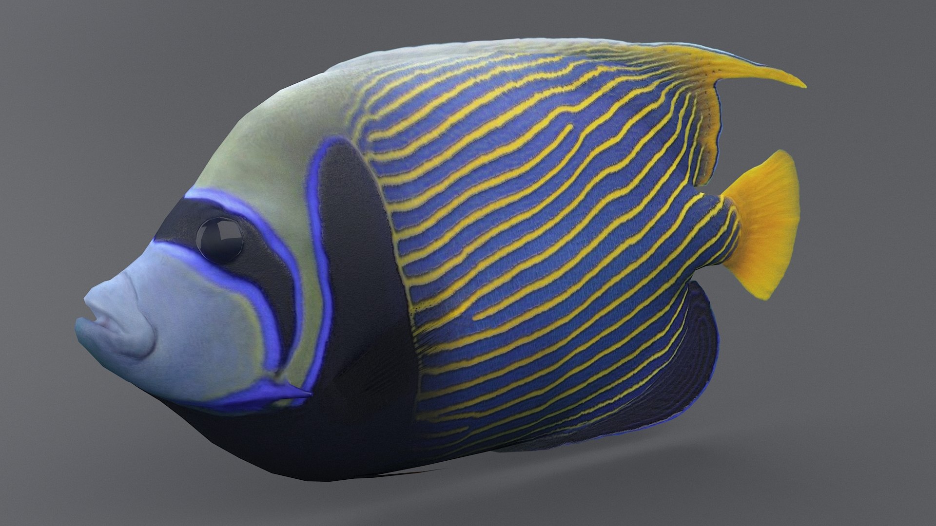 pomacanthus imperator coral reef 3D model https://p.turbosquid.com/ts-thumb/u0/D5nTtd/RGmmy9Ub/angel_06/jpg/1578665503/1920x1080/fit_q87/375c93503c9675ea40be9757a61ed78f09798fba/angel_06.jpg