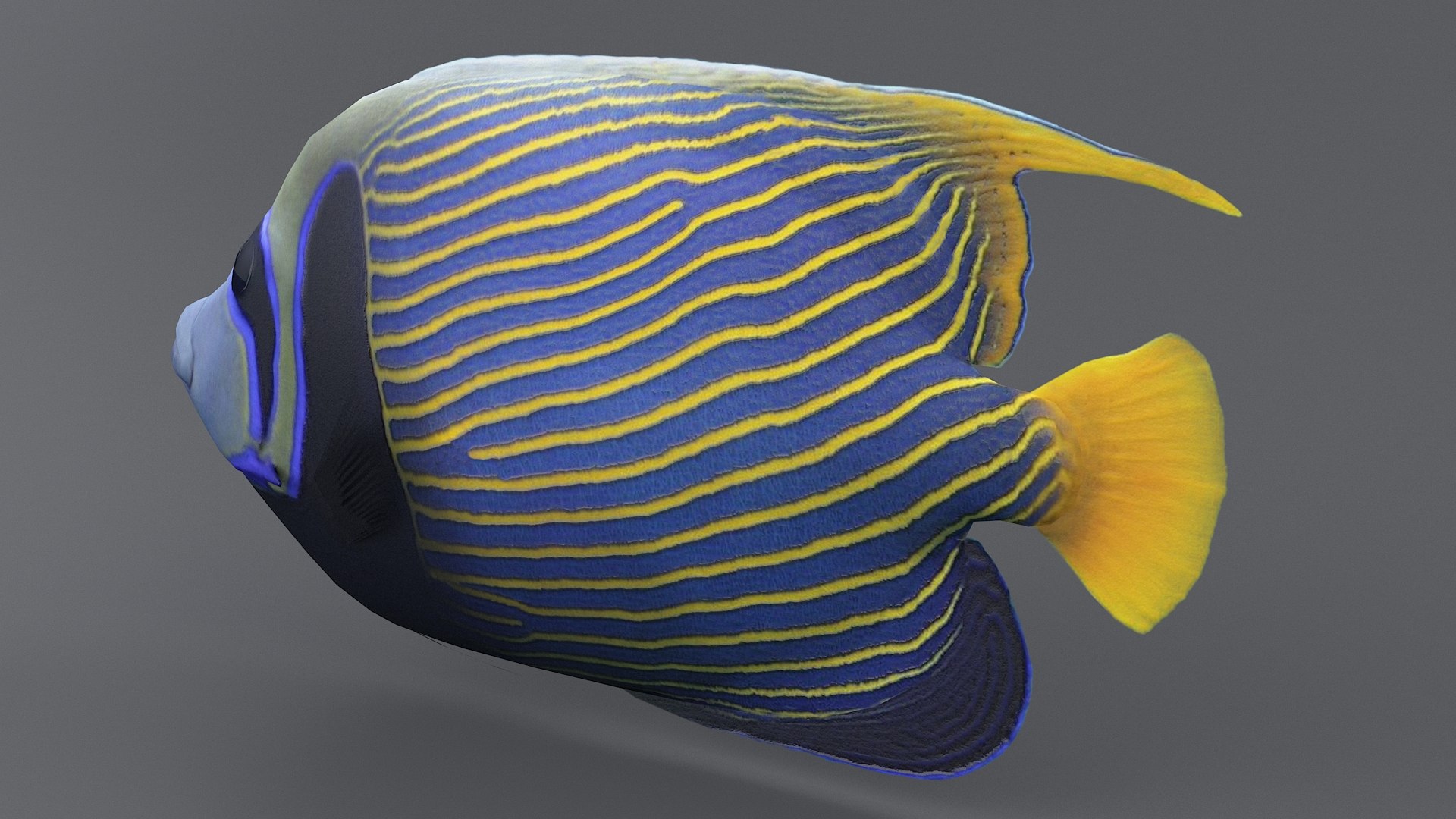 pomacanthus imperator coral reef 3D model https://p.turbosquid.com/ts-thumb/u0/D5nTtd/YemPtVOX/angel_07/jpg/1578665503/1920x1080/fit_q87/40723e7902baad60158bb8586817ff1129ababde/angel_07.jpg