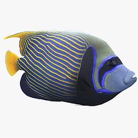 Pomacanthus Imperator Coral Reef Fish