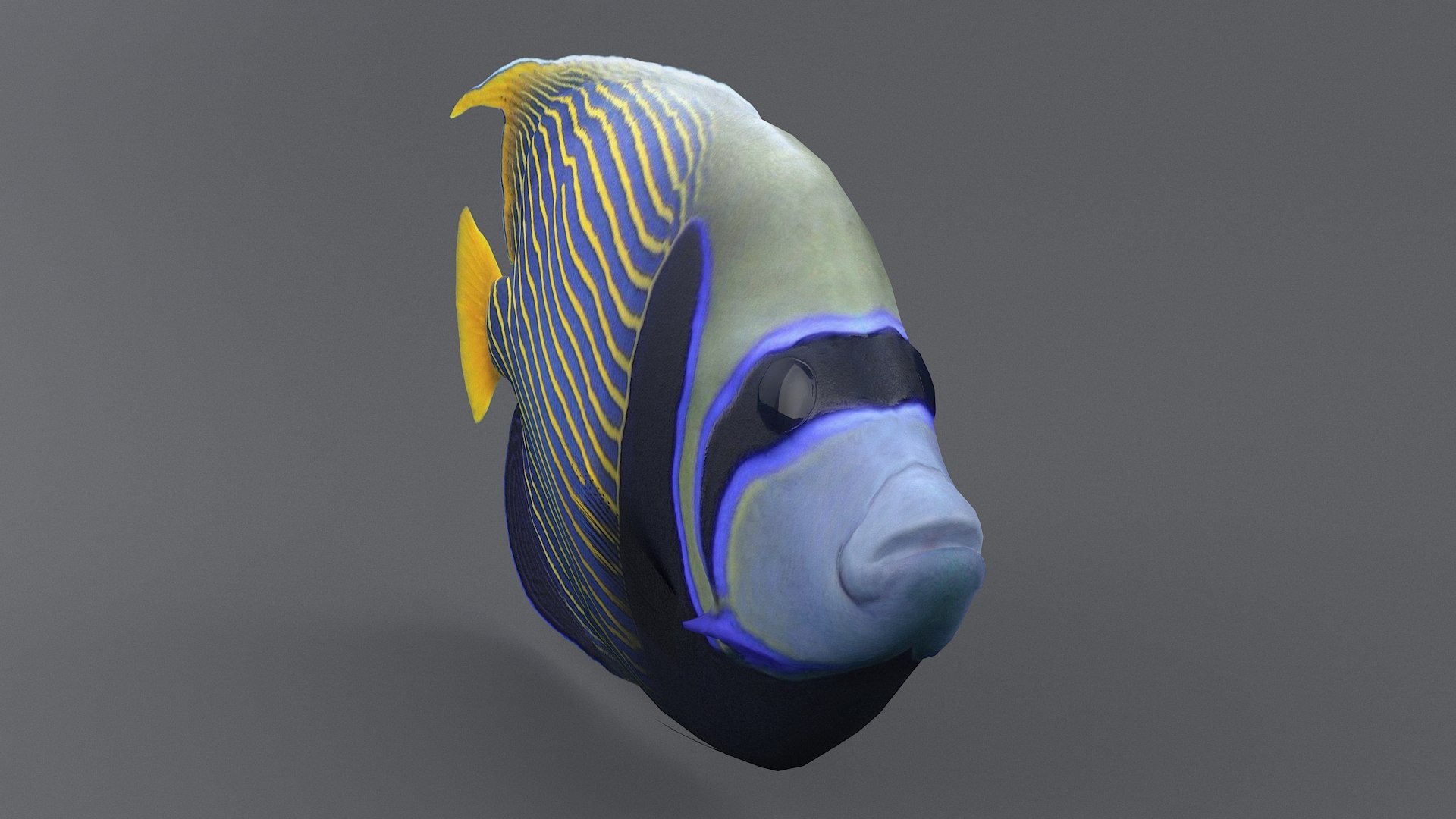 pomacanthus imperator coral reef 3D model https://p.turbosquid.com/ts-thumb/u0/D5nTtd/qmlMj6D3/angel_04/jpg/1578665503/1920x1080/fit_q87/67a6900ec7d0bc63fe0864da59a9adf4547b8aa0/angel_04.jpg