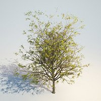 ash-tree