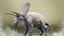Torosaurus Animation-Ready Dinosaur 3D Model