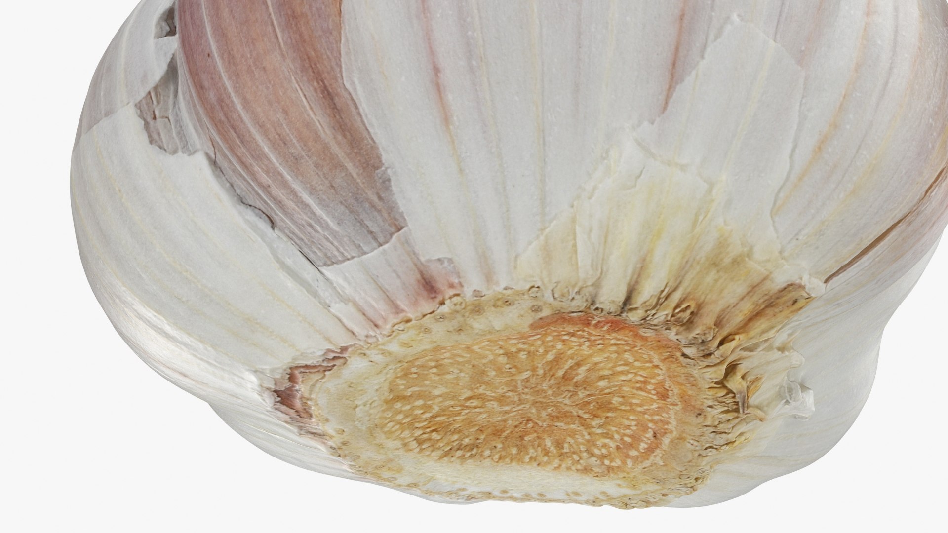 Garlic 01 3D model https://p.turbosquid.com/ts-thumb/u0/jXRSPN/xA/garlic01_b0024/jpg/1726315654/1920x1080/fit_q87/16e57e386d559ea1cf114c63b5d73b4741e0a8cd/garlic01_b0024.jpg