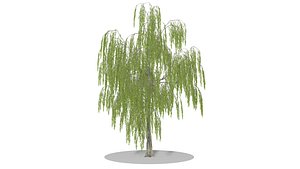 Weeping Willow 3D