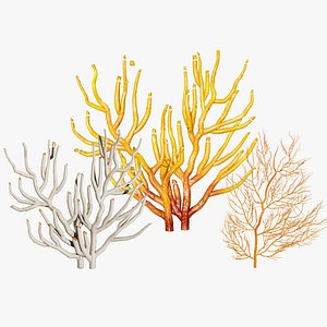 Realistic Gorgonian Sea Fans  Assets with Free Tutorial