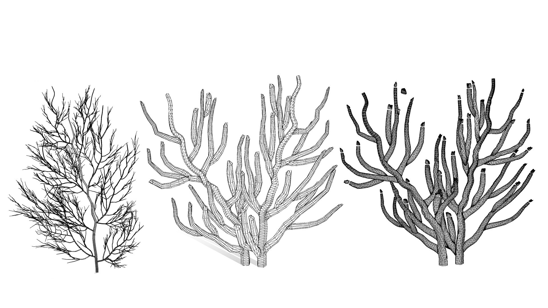 Realistic Gorgonian Sea Fans 3D Assets with Free Tutorial 3D model https://p.turbosquid.com/ts-thumb/u0/rmctT7/Db/zwirel/jpg/1736019351/1920x1080/fit_q87/115c213c7bea5cf882fbf00fef61f72d0e664c72/zwirel.jpg