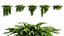 Phyllanthus cochinchinensis muell 02