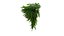 Phyllanthus cochinchinensis muell 02